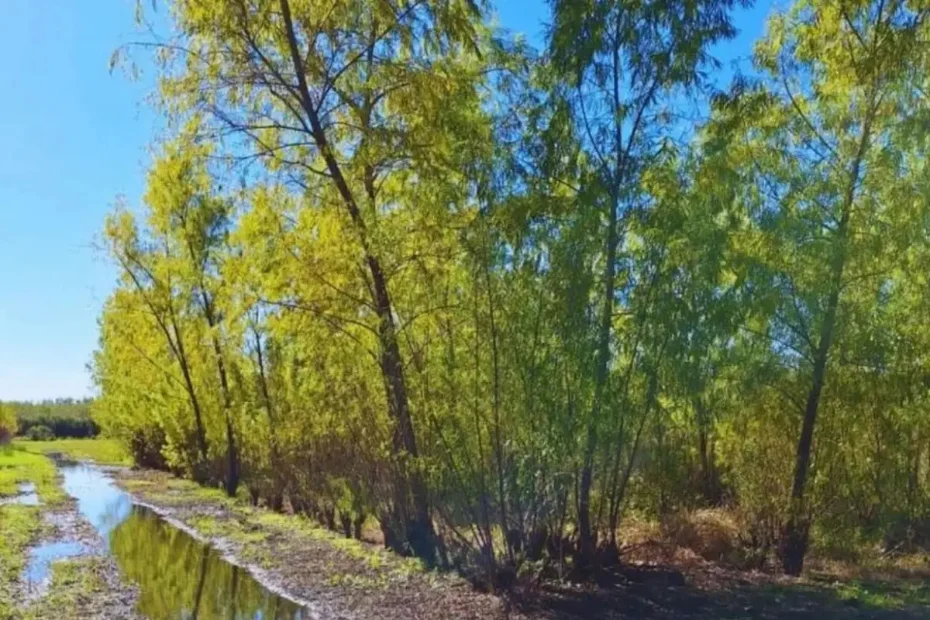 655711150_1408076341358339_9202712123852835243_n